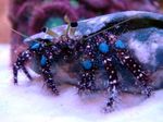 Blue-Knee Hermit-Crab фотографија и брига