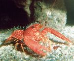 Photo Aquarium Purple Reef Lobster (Enoplometopus daumi), red