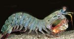 Арлекин Mantis Скариди (Паун Mantis Скариди) снимка и грижа