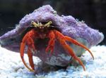 Scarlet Hermit Crab фотографија и брига