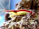 Indo-Pacific White Banded Cleaner Shrimp Photo and care