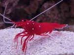 Fire Shrimp, Blood Shrimp, Cardinal Cleaner Shrimp, Scarlet Cleaner Shrimp Photo and care