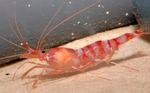  Kukenthal’S Cleaner Shrimp  Photo