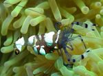 კრევეტები Pacific Clown Anemone Shrimp  სურათი