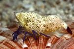 Violet-Legged Marble Shrimp фотографија и брига