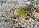 Golden Coral Shrimp фотографија и брига