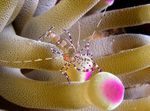 шврћа Spotted Cleaner Shrimp  фотографија