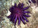 foto Acquario Corona Di Spine stelle marine (Acanthaster planci), viola