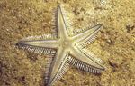 Sand Granskes Sea Star Bilde og omsorg