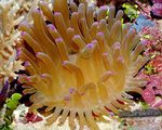 Anemone Atlantico