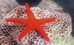 foto Acquario Stella Rossa stelle marine (Fromia), rosso