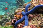 Linckia Estrela De Mar, Azul foto e cuidado