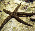 Photo Aquarium Galatheas Sea Star (Nardoa sp.), light blue