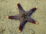 hviezdy mora Choc Chip (Gombík) Sea Star  fotografie