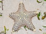 Choc Chip (Knoflík) Sea Star fotografie a péče