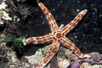морска звезда Burgundy Sea Star  фотографија