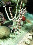 Serpent Sea Star, Fancy Tiger Striped Photo and care