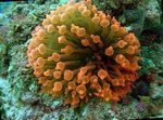 Photo Aquarium Anemone Tip Mboilgeog (Anemone Arbhar) bundúin leice (Entacmaea quadricolor), buí