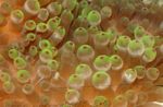 სურათი აკვარიუმი Bubble წვერი Anemone (სიმინდის Anemone) აქტინიები (Entacmaea quadricolor), ნაცრისფერი