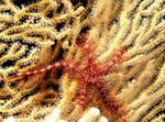 Sponge Brittle ზღვის ვარსკვლავი  სურათი