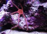 морска звезда Serpent Sea Star, Fancy Red, Southern Brittle Star  фотографија