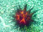 дерани Longspine Urchin  фотографија