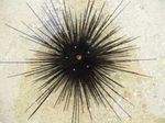  Urchin Farraige Longspine  Photo