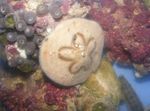 Фото Акваріум Їжак Піщаний Долар морські їжаки (Clypeaster subdepressus), коричневий