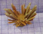 Photo Aquarium Pencil Urchin (Eucidaris tribuloides), yellow