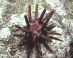 Pencil Urchin Photo and care