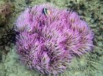 Boncuklu Deniz Anemon (Adi Anemon) fotoğraf ve bakım
