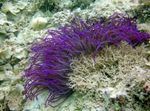 Foto Akvaarium Helmestus Mereanemooni (Ordinari Anemone) (Heteractis crispa), purpurne