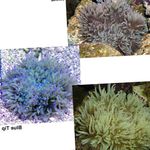 fotografija Akvarij Beaded Sea Anemone (Ordinari Anemone) vetrnic (Heteractis crispa), pregleden