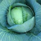 Photo Cabbage grade Ramada F1