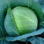 Photo Cabbage grade Satelit F1