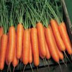 foto La carota la cultivar Nerak F1