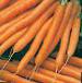 foto La carota la cultivar Lidiya F1