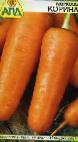 foto La carota la cultivar Korina