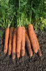 foto La carota la cultivar Namur F1