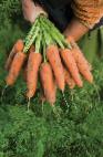 foto La carota la cultivar Kardiff F1