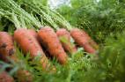foto La carota la cultivar Karini