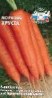 foto La carota la cultivar Khrusta