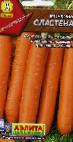 foto La carota la cultivar Slastena