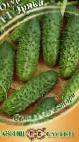 Photo Cucumbers grade Ehrika F1