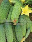 Photo Cucumbers grade Solenye ushi