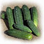 Photo Cucumbers grade Dolomit F1