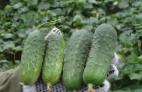 Photo Cucumbers grade Regal F1