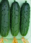Photo Cucumbers grade Karusel F1