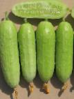 Photo Cucumbers grade Belka F1