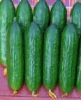 Photo Cucumbers grade Bukhara F1